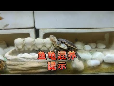 長尾龜跟魚一起養|[心得] 斑龜飼養須知（新飼主快速上手要點）